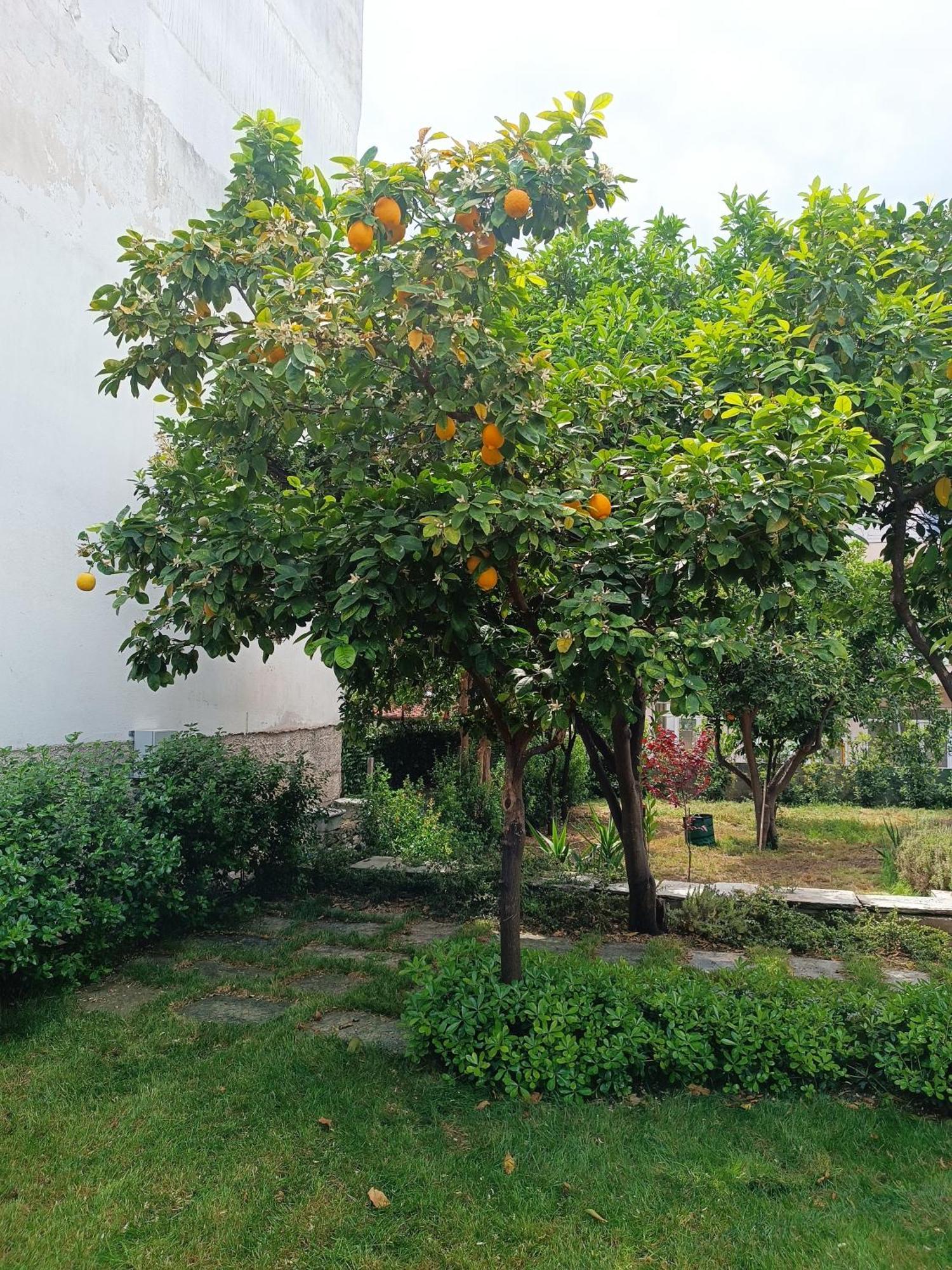 Villa Betty'S Garden House Néa Ankhíalos Camera foto